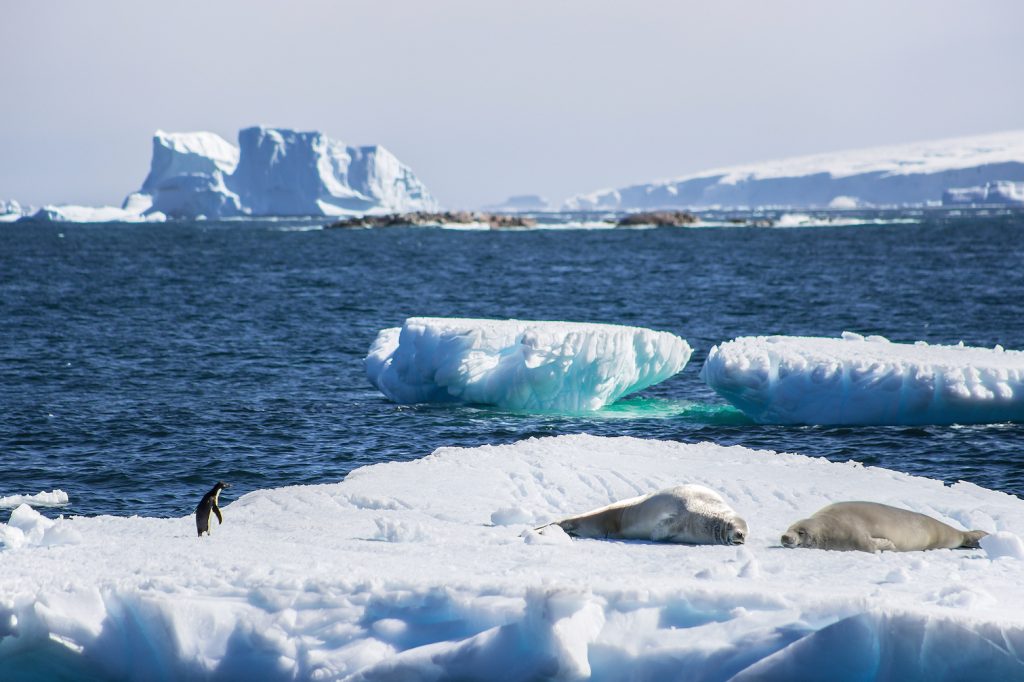 Araucanía: Más de mil científicos de todo el mundo se se reunirán en Pucón para analizar los últimos estudios referente a la Antártica